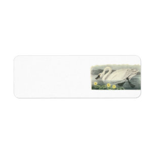 Swan de toundra par Audubon