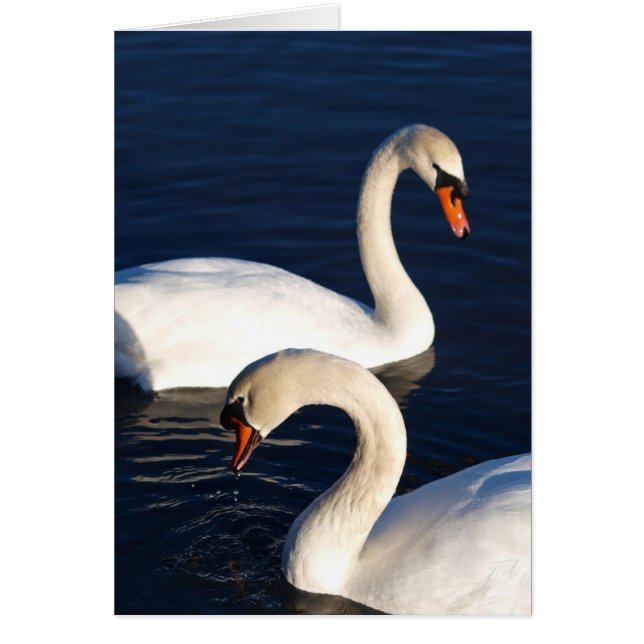 Swan Duet (Front)