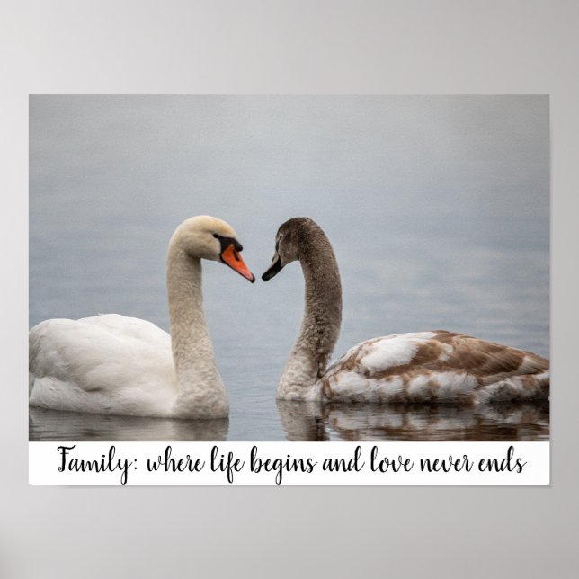 Swan Duo Nature Photo Wall Decor (Front)