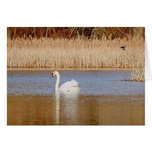 Swan et Swallow (Devant horizontal)
