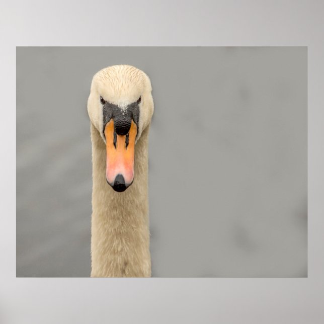 Swan face poster (Front)