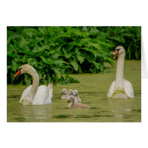 Swan Family