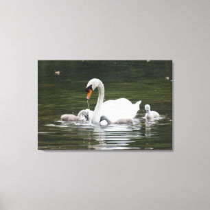 Swan Family Gift Wrap – Serene Water Scene with Mo Canvas Print