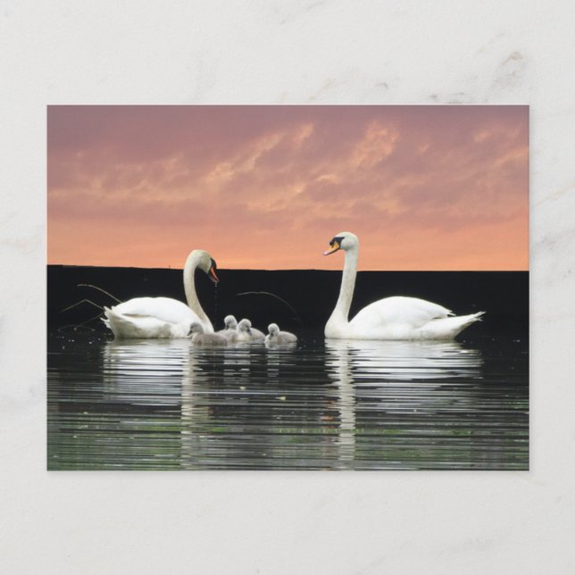 Swan Family in Harbour Sky Cust. BG DIY Postcard (Front)