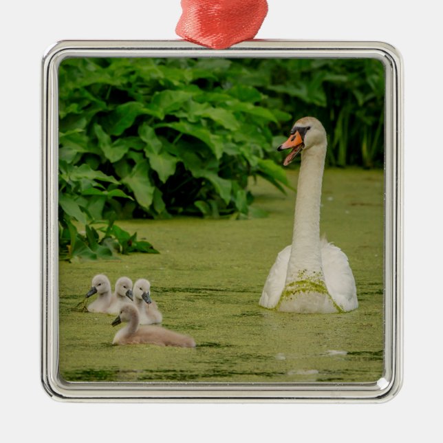Swan Family Metal Ornament (Front)