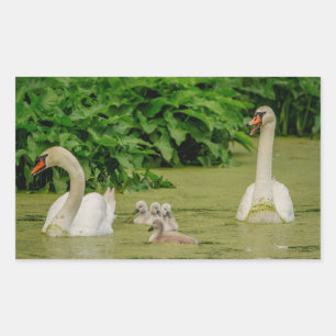 Swan Family Sticker