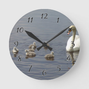 Swan Family with mom and ducklings or cygnets Round Clock