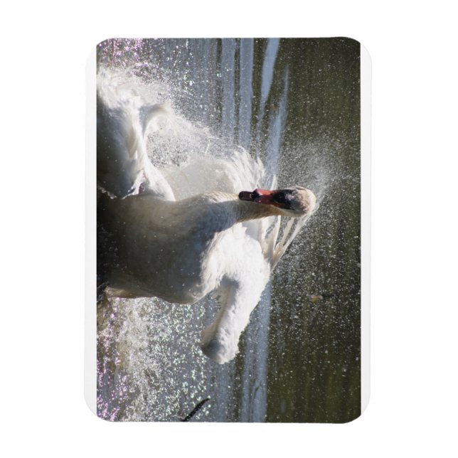 Swan fridge magnet (Vertical)