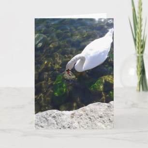 Swan Gazing in Lake Ontario Blank Card