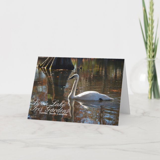 Swan Greeting Card (Front)