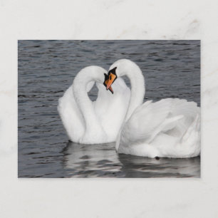 swan heart postcard