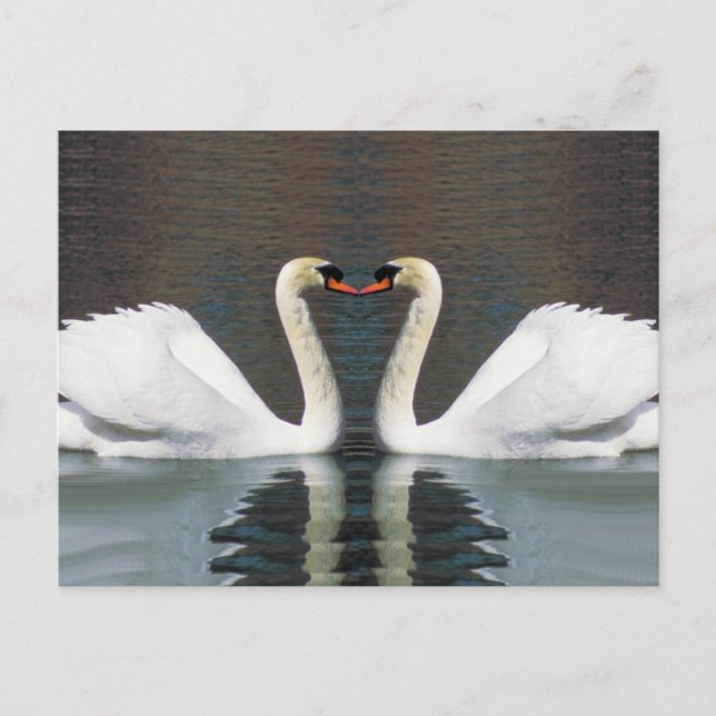 Swan Heart postcards (Front)