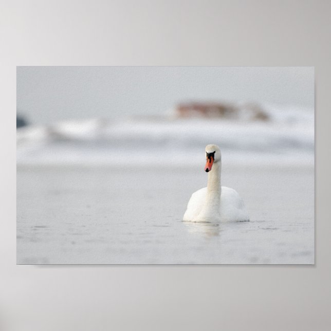 Swan in a frozen sea landscape poster (Front)