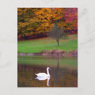 Swan in autumn postcard