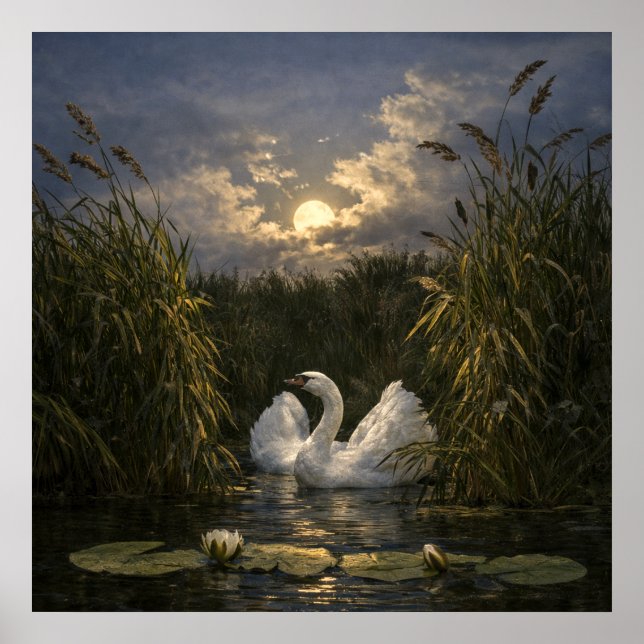Swan In Moonlight Poster (Front)