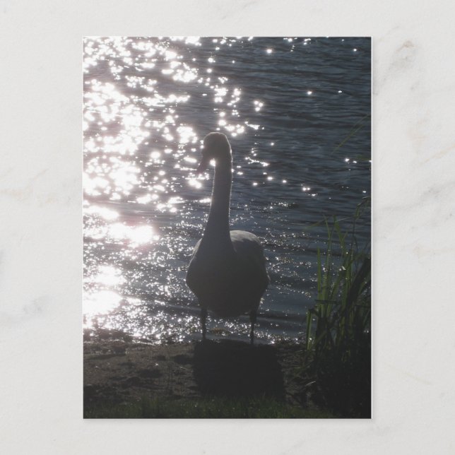 Swan in the evening light Postcard (Front)