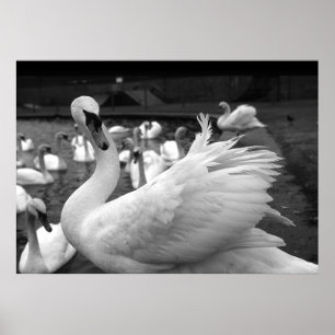 Swan in the park at Barry Island Poster