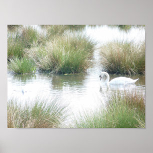 Swan In Wetlands Poster