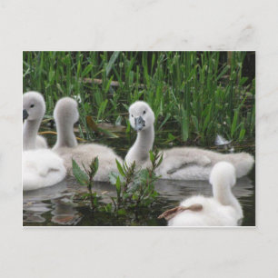 Swan in Wonder Postcard