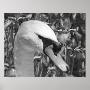 Swan Irises Animal Black White Print