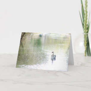Swan Lake Card