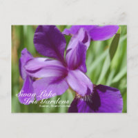 Swan Lake-Iris Gardens Postcard
