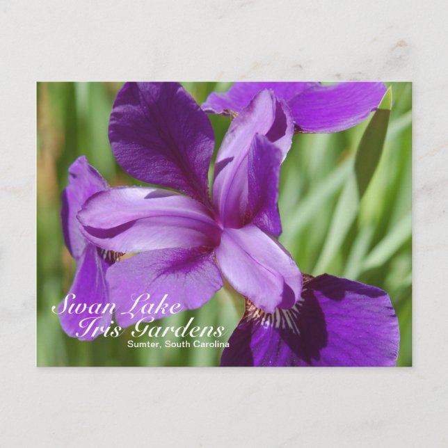 Swan Lake-Iris Gardens Postcard (Front)