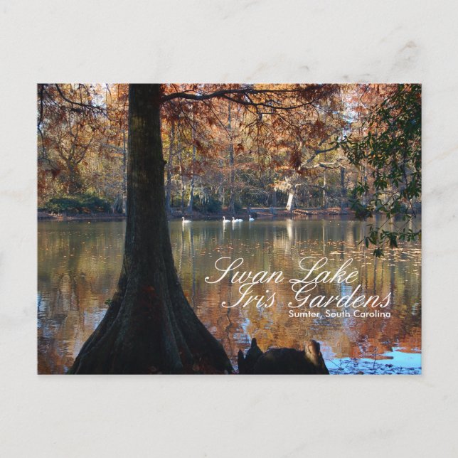 Swan Lake Iris Gardens Postcard (Front)