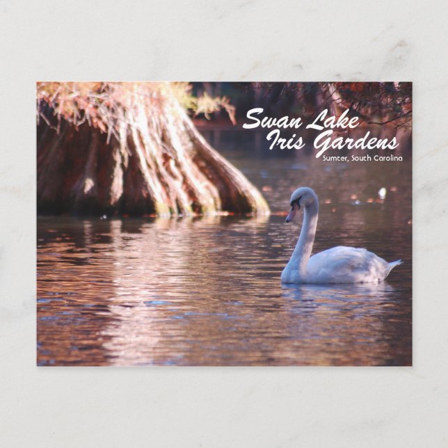 Swan Lake Postcard (Front)