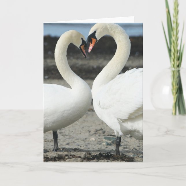 Swan Love Greeting Card (Front)