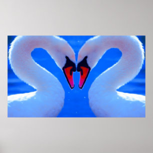 Swan Love, Romantic Heart Shaped Necks Poster