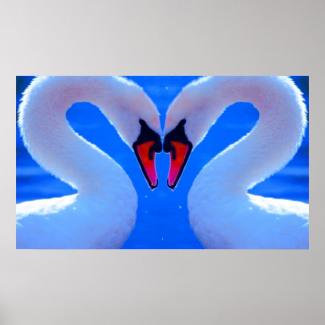 Swan Love, Romantic Heart Shaped Necks Poster (Front)