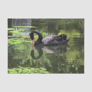 Swan Love Tissue Paper