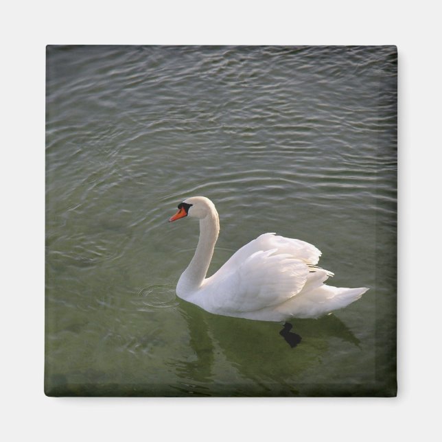 Swan Magnet (Front)