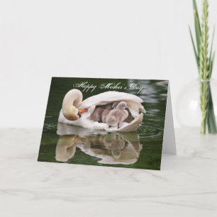 Swan Mother and Babies Mother's Day Card