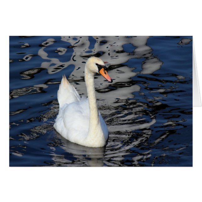 Swan on a Lake (Front Horizontal)