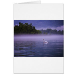 Swan on lake