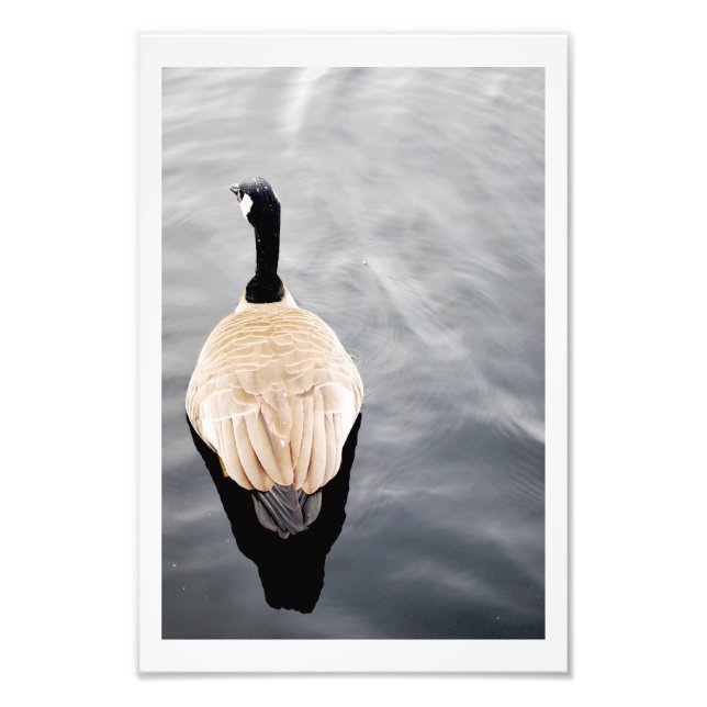 Swan on Lake Colour Poster Photo (Devant)