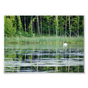 Swan on Reflective Lake 7x5 Photographic Print