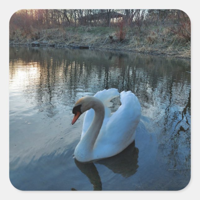 Swan on the lake during sunset square sticker (Front)