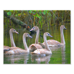 Swan Photo Print