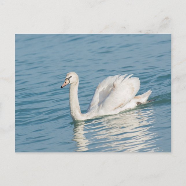 Swan Postcard (Front)