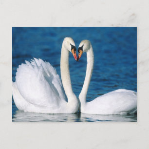 Swan Postcard