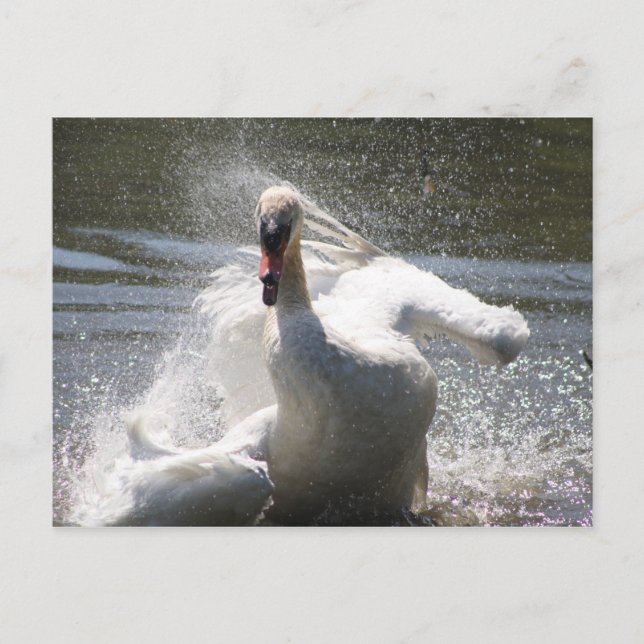 Swan Postcard (Front)