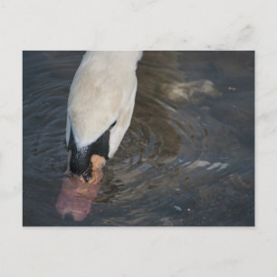 Swan Postcard