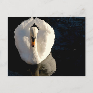 Swan Postcard