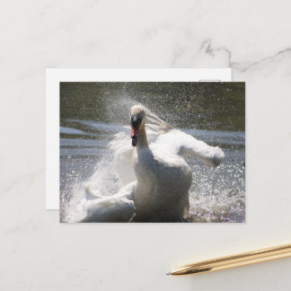 Swan Postcard