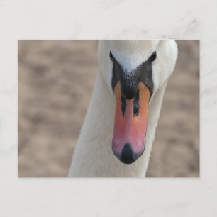 Swan Postcard