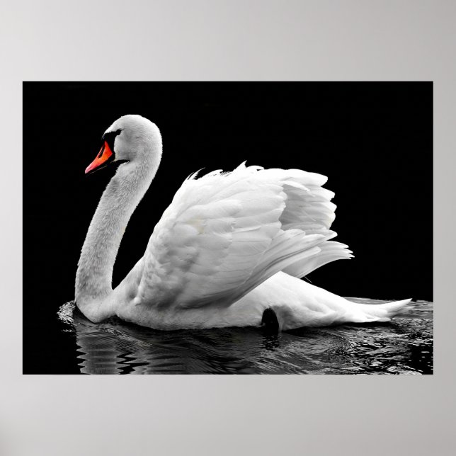 Swan Poster (Front)