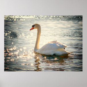 Swan Poster